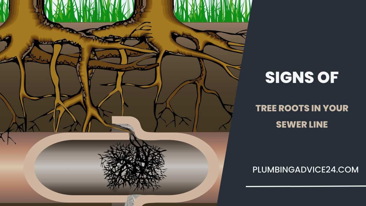 Signs of Tree Roots in Your Sewer Line 