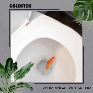 Goldfish Flushed Down the Toilet