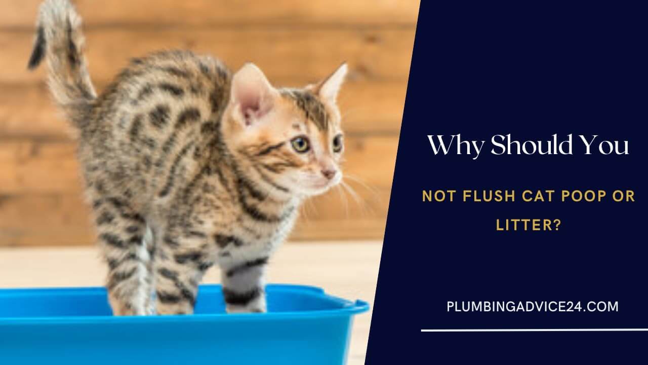 Why Should You Not Flush Cat Poop or Litter