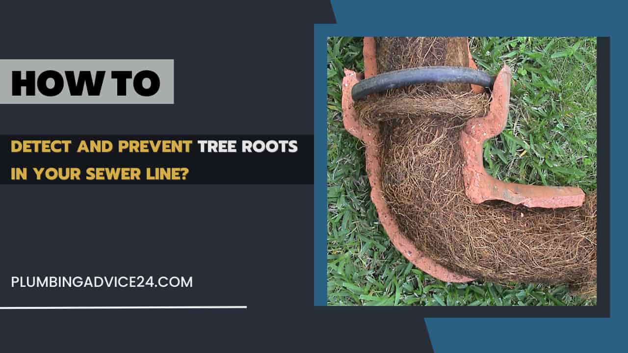 Detect and Prevent Tree Roots in Your Sewer Line