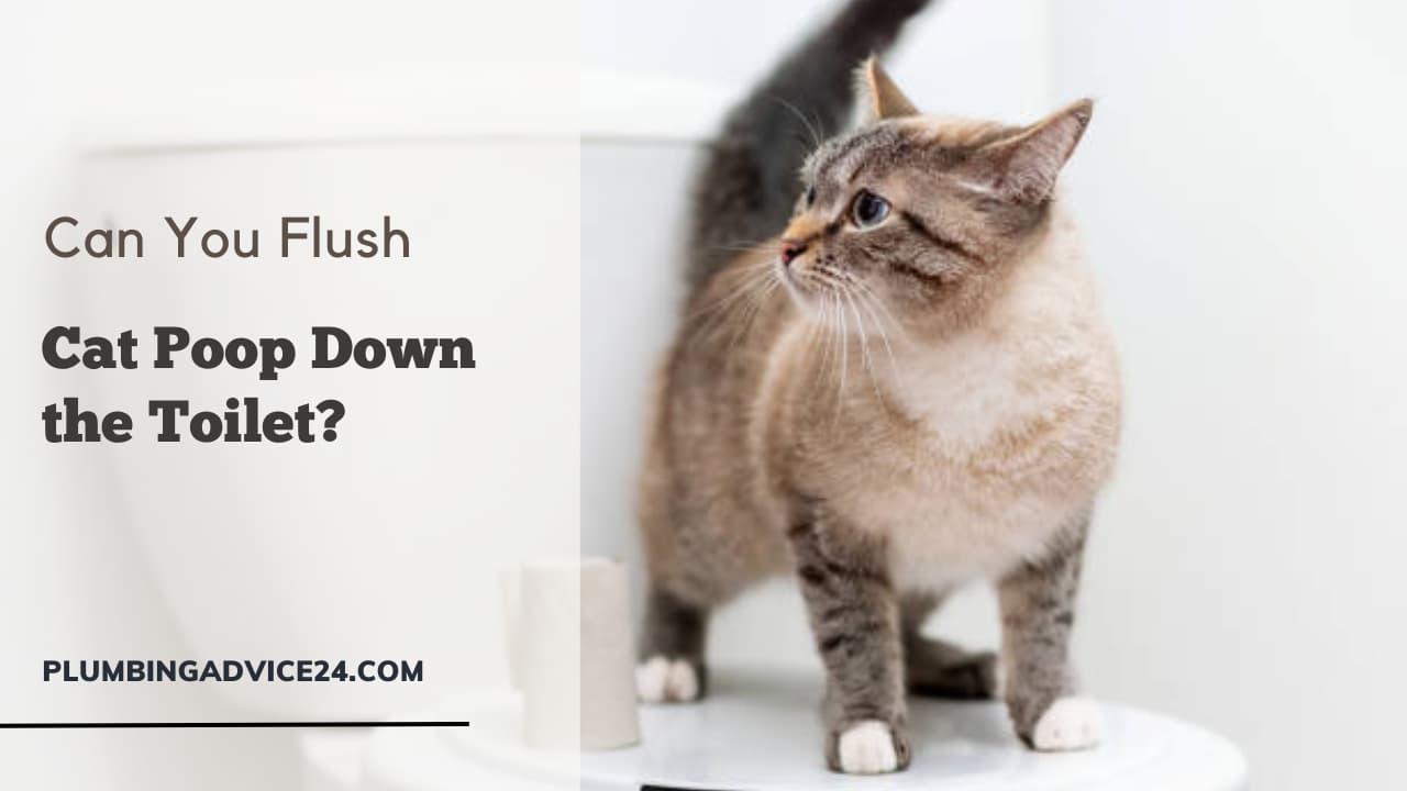 Can You Flush Cat Poop Down the Toilet